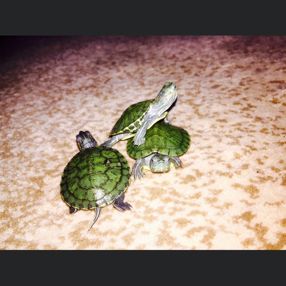 Meet your Posher, Gabriela